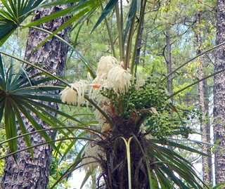 Schippia concolor palm flower CROP