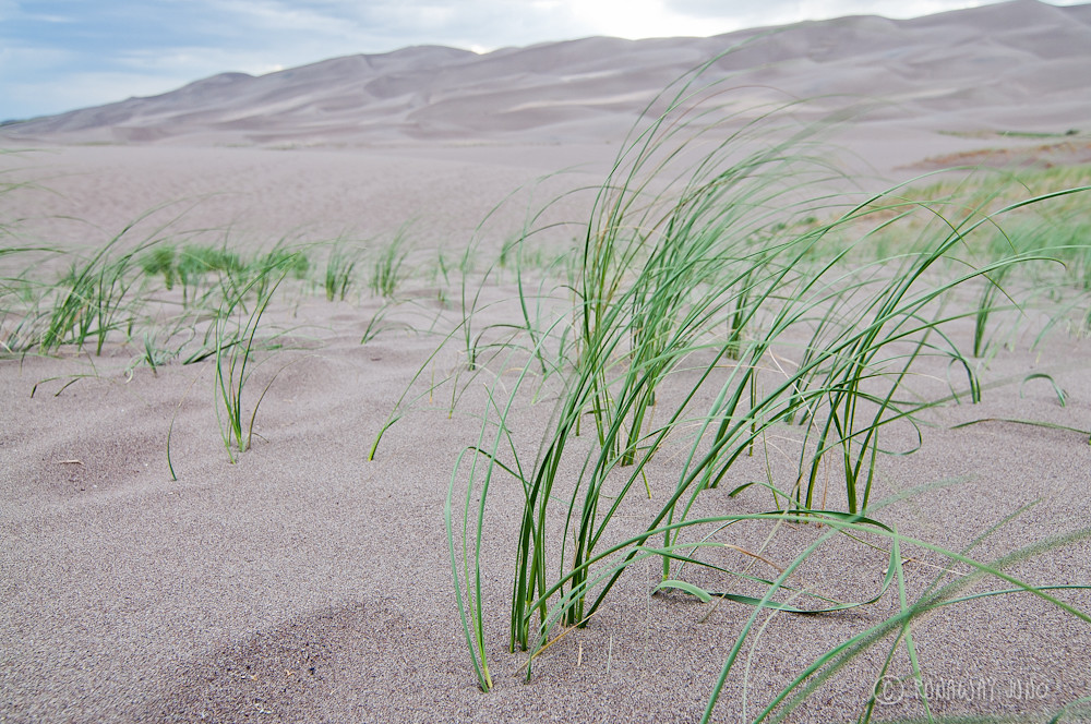 Grass on the great sand dunes