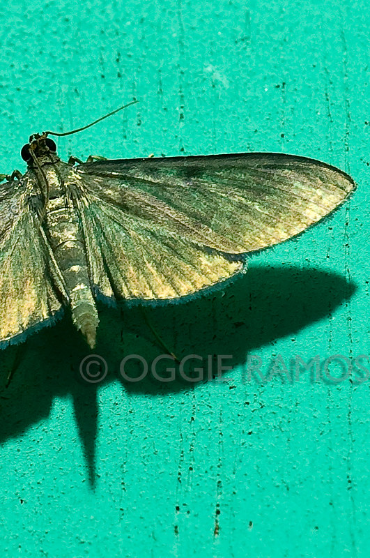 Imugan Unidentified Moth VI Closer