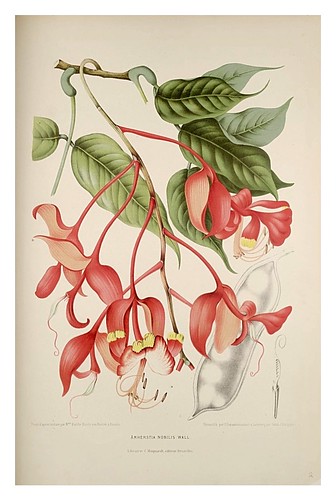 005-Arbol de las orquideas-Fleurs, fruits et feuillages choisis de l'ille de Java-1880- Berthe Hoola van Nooten