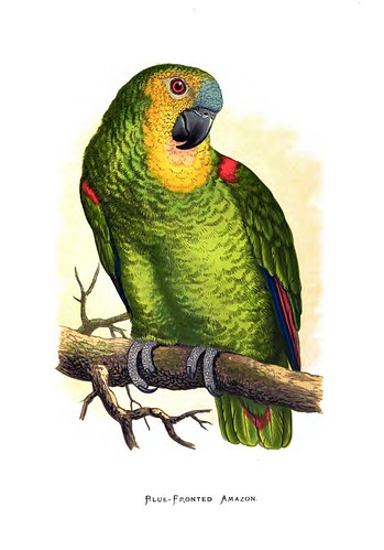 018-Parrots in captivity-1884- William Thomas Greene