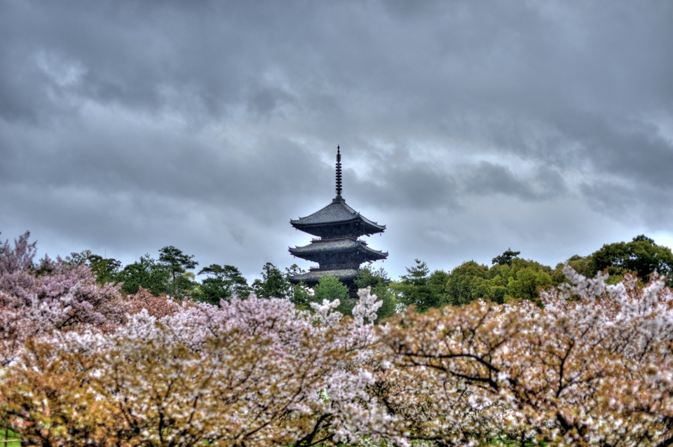 The pagoda peeks out above the sakura