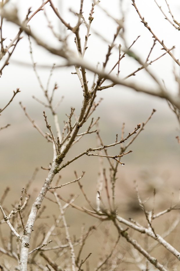 Dartmoore branches