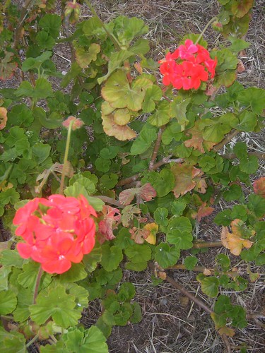 Fiori e foglie di geranio rosso zonale (Pelargonium zonale)