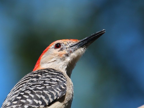 Red-bellied woodpecker by ricmcarthur