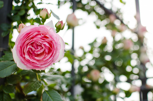 Roses at Nakanoshima Rose Garden by hyossie