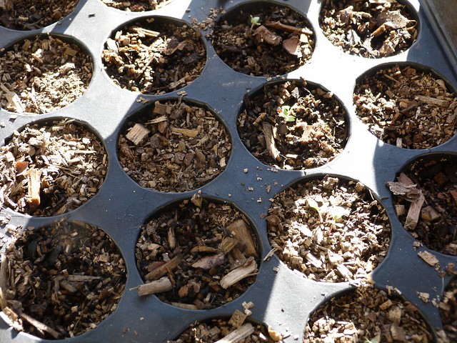 Seeds sprouting