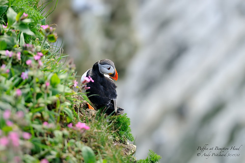 Puffin Bempton Head by Andy Pritchard - Barrowford