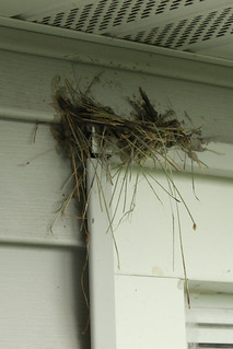 Barn swallow nest in progress