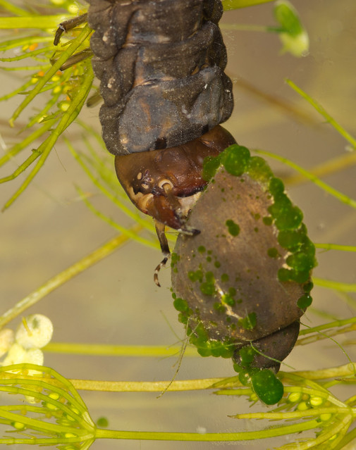 great silver water beetle larva eating wandering pond snail close up 3 edited