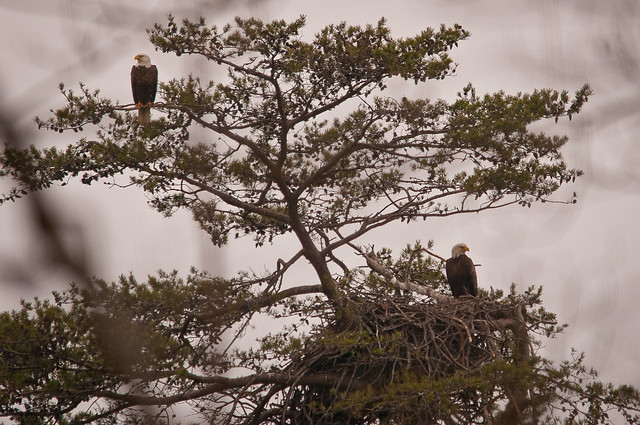 Adult eagles perch and guard the nest while eaglets rest at Mason Neck State Park
