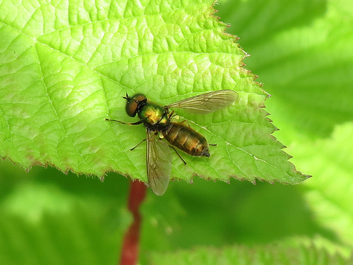 Soldier Fly - Chloromyia formosa