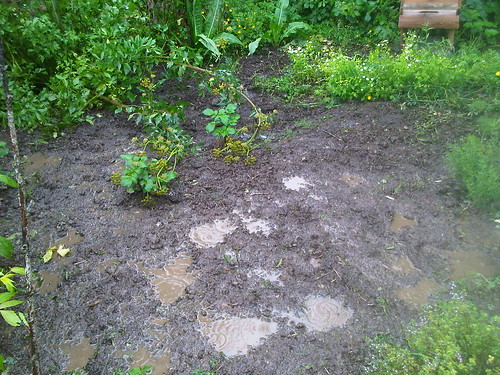 mud on allotment Jul 12 1