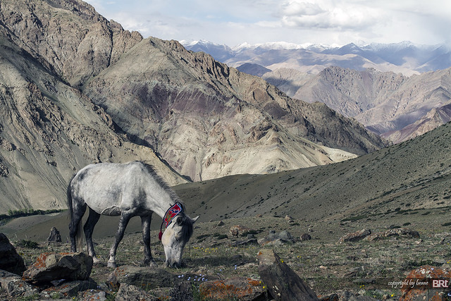 ladakhi_horse