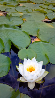 Water
Lily