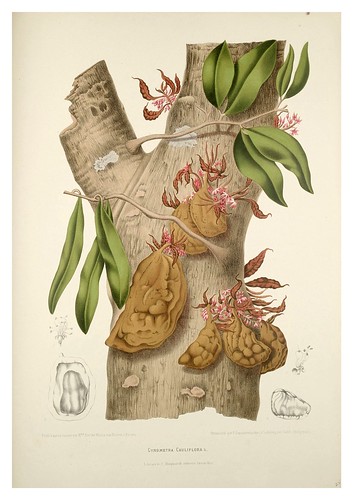 015-Arbol de la fruta Nam-nam-Fleurs, fruits et feuillages choisis de l'ille de Java-1880- Berthe Hoola van Nooten
