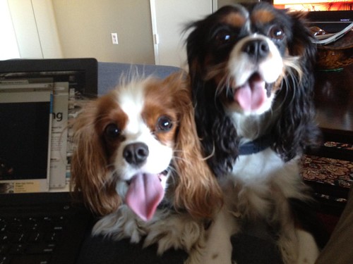 Lost King Charles Spaniels Near Outrigger!