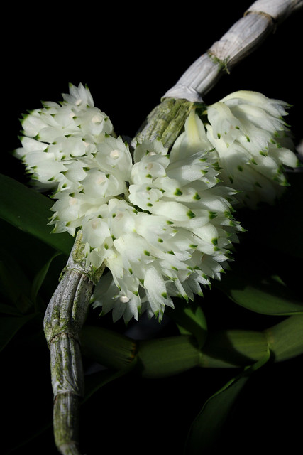 Dendrobium purpureum (white form)
