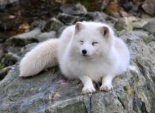 Polar fox by Arctic Wolf Pictures