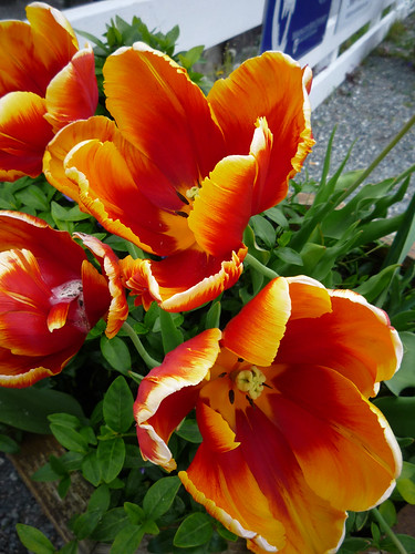 Whidbey Island tulips