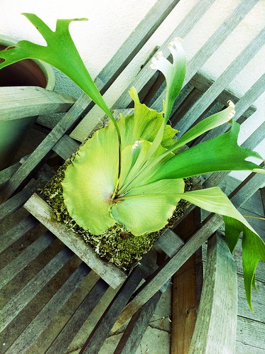 Life: Our New Staghorn Fern! by Sanctuary-Studio