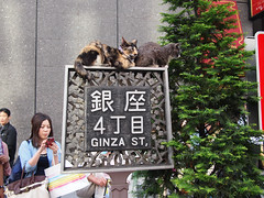 Some cool cats in Ginza