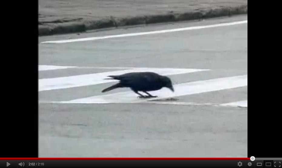 bbc crow