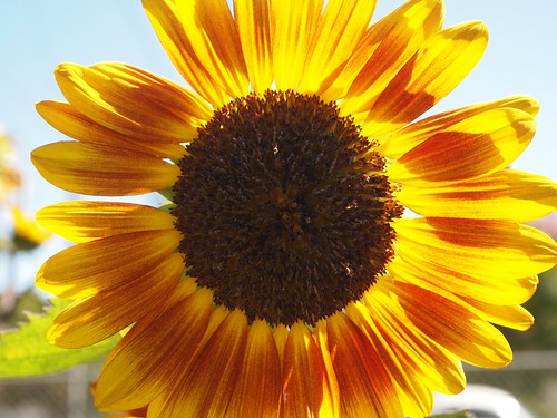 Sunflower in Altadena Community Garden