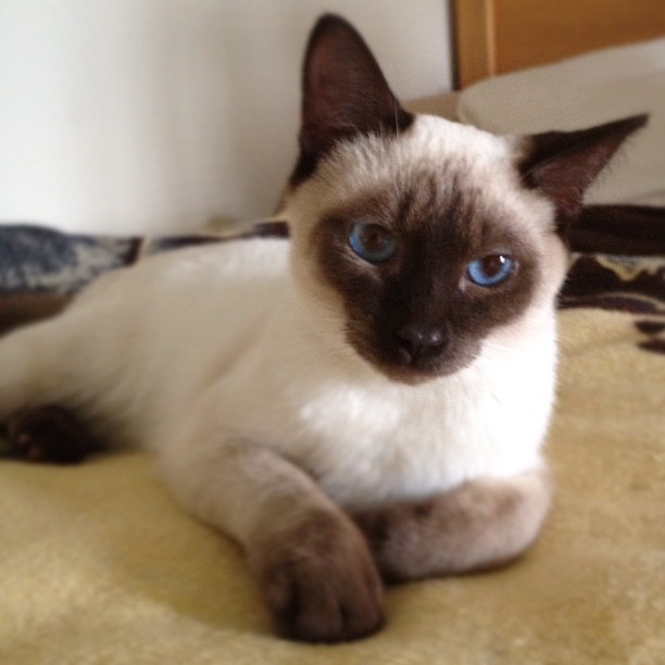 Meet Louie. He will Never Replace Sam But this Little Guy Has Brightened My Day. #cat #siamese #kitten