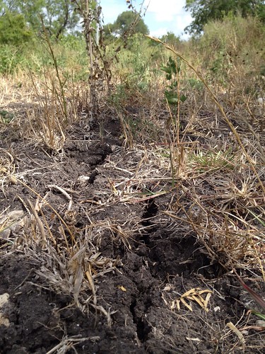 Dry grounds at Rattlesnake