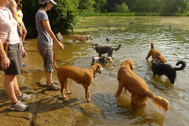 Dog Pond, Prospect Park