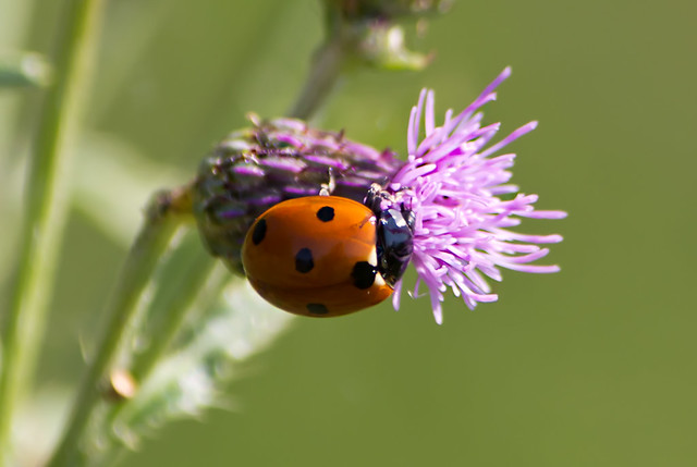 Ladybug2012_Pickering