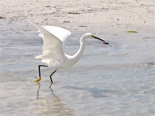 Snowy Egret at Fort DeSoto in Pinellas County, FL 11