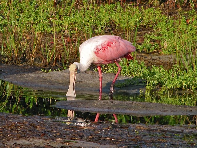 Roseate Spoonbill at Maximo Point in Pinellas County, FL 03