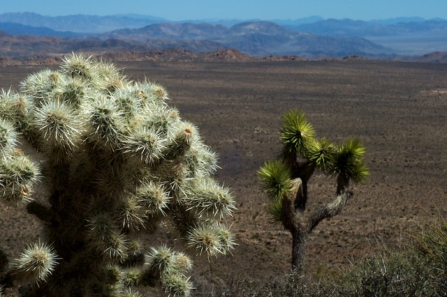 cochla cactus et joshua tree, maigre végétation