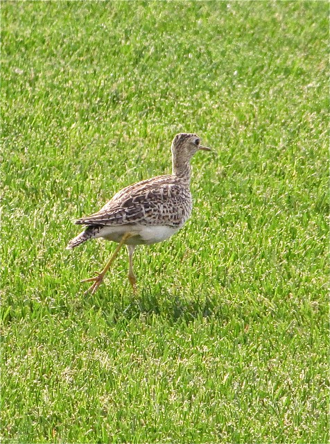 Upland Sandpiper at M & M Turf Farm in McLean County, IL 04
