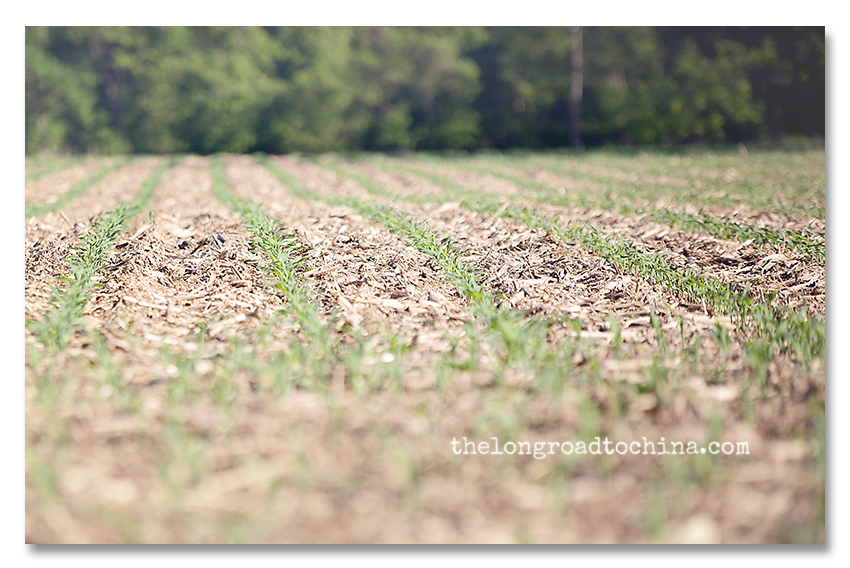 Rows of Corn in the field2 BLOG
