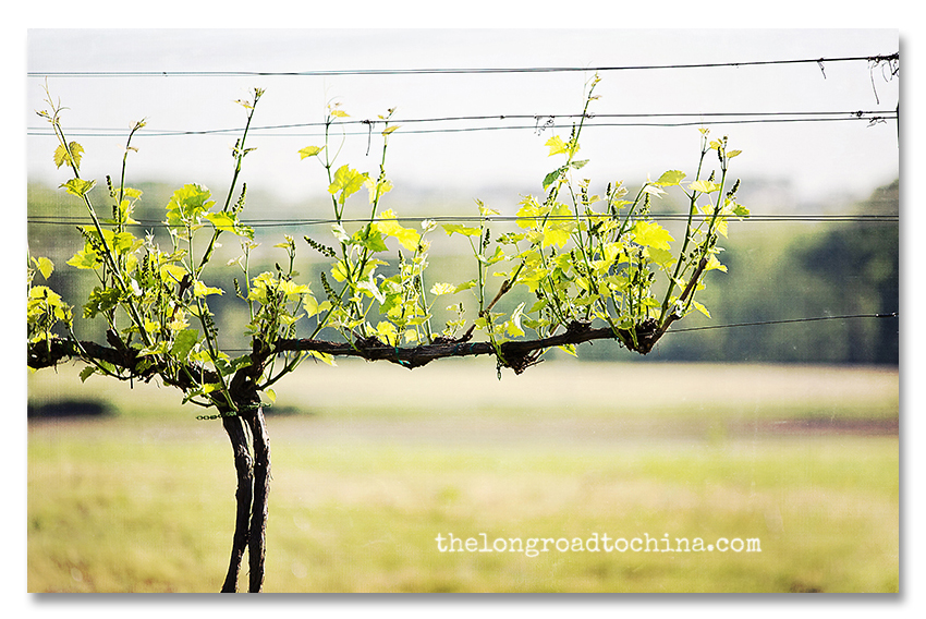 Vines in the Vineyard Spring 2012 BLOG