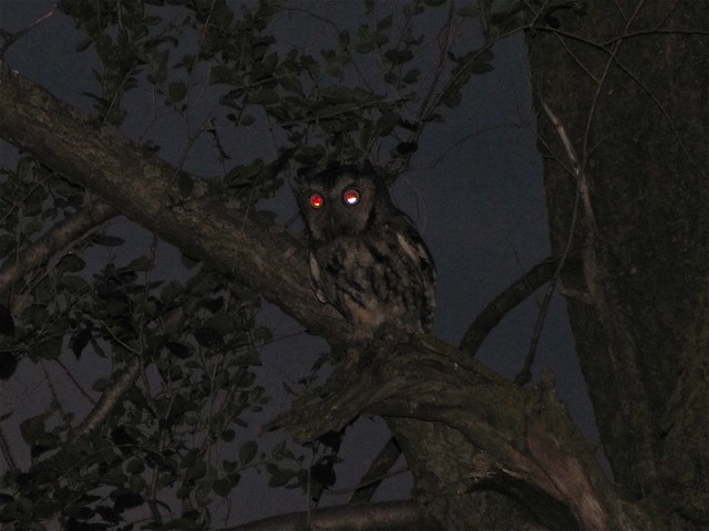 Eastern Screech-owl at Salem Ranch in Flanagan, IL 02