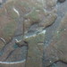macrogota010 (moeda australiana)