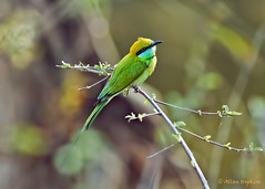 Indian Birds March-April 2012