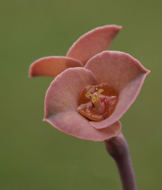 Euphorbia cap-saintemariensis