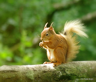 Red Squirrel .