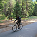 Deer on the Yosemite bike path