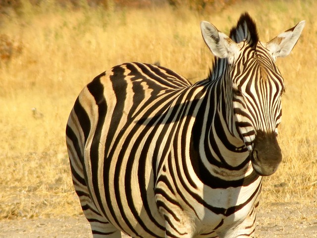 Camping in Botswana Zebra