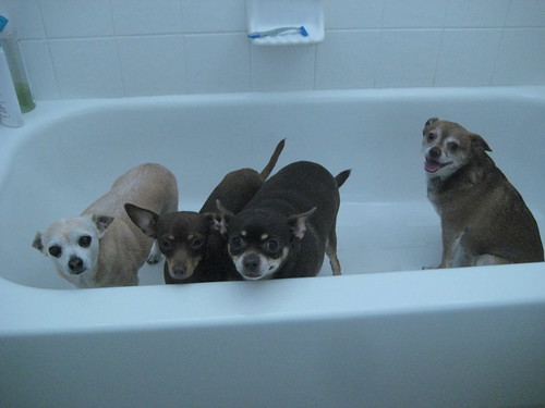 4 chi's in the bath tub by Jodie Mufich