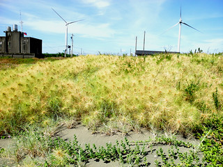 香山溼地沙灘上的強勢植物之一，濱刺麥。