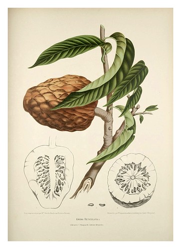 012-Anona roja parecida a la chirimoya-Fleurs, fruits et feuillages choisis de l'ille de Java-1880- Berthe Hoola van Nooten