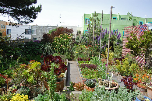 Sweet Outer Sunset Garden by FarOutFlora