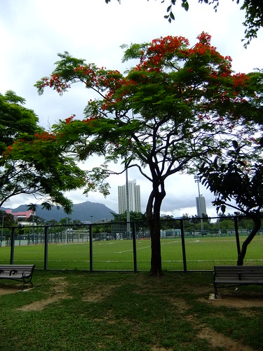 Kowloon Tsai Sports Field